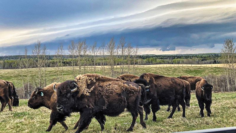 Τι είναι το Βουβαλίσιο Κρέας