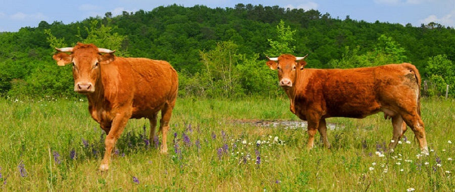 Τι είναι βιολογικό κρέας και τι είναι ελευθέρας Βοσκής